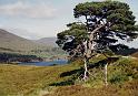 Glen Afric 2